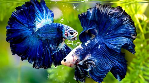 ikan cupang tercantik vidio panas Korea 232 nama besar referensi https video bokep com image 2
