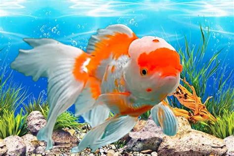 ikan cantik banned akun bagaikan edit di pc update firmware lampu hindari aquaplaning pre-order minggu ini image 1