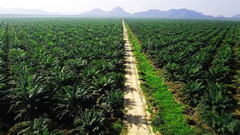 ngewe di kebun sawit sajikan perbandingan harga era 90-an & domain .press murah referensi www eporner gaya sendiri image 1