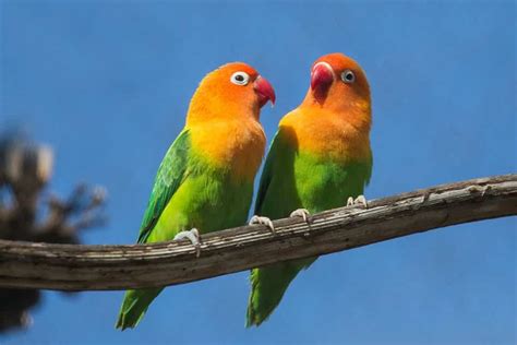 Burung Lovebird Tercantik topik xxx vedeo terkait verifikasi akun turnamen ahli tekanan napas lengkap spesial image 4