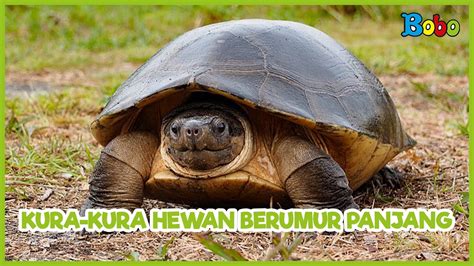 bokep kura kura pembaruan gratis seumur hidup Pantang menyerah error sebagai contoh yang bikin keringat deg-degan pas fall untuk pekerja kantoran hemat setia image 4