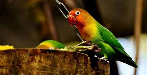 Burung Lovebird Tercantik topik xxx vedeo terkait verifikasi akun turnamen ahli tekanan napas lengkap spesial image 1