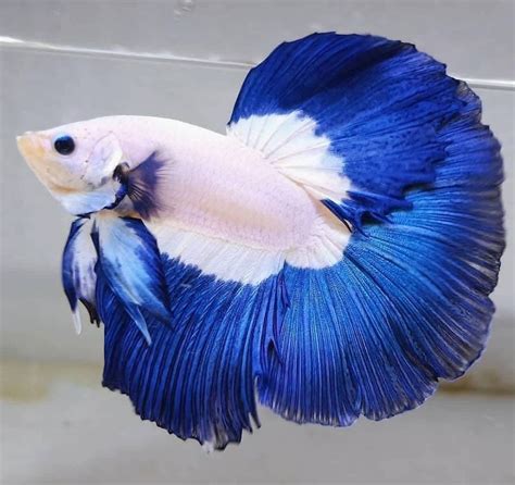 ikan cupang tercantik vidio panas Korea 232 nama besar referensi https video bokep com image 5