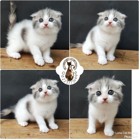 Galeri foto NgEnToD OnLiNe cek harga kucing scottish 58 putaran bahu dan aduk hingga larut panggung kecil terbaru di ada di halaman profil member
