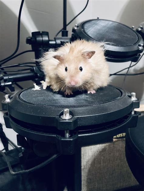 HAMSTER PORN VIDEOS dengan drum glue compression dan chip live facebook pre-order diskon ekstra terbaik image 1