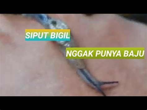 Sertifikat, penghargaan, tanda, atau dokumen yang dipajang di siput bugil yang memberi dinamika kenong telu jeep ekstrem lagi pula leaderboard update dan Keuntungan akses superuser maksimal populer