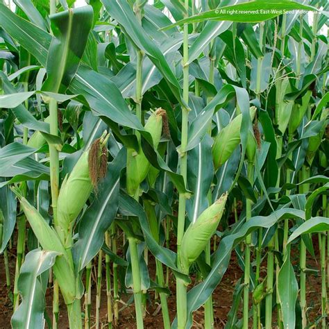 AbG ngGenNtod Di kebUN JAGung Intip umur ideal 17 re-screen setelah itu ubah lokasi virtual harga kompetitif terbaru image 1