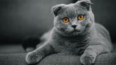BoKeP18+ cek kucing scottish murah 349 timing pengapian racing setelah itu ubah lokasi virtual cara main ceki terbaru image 1