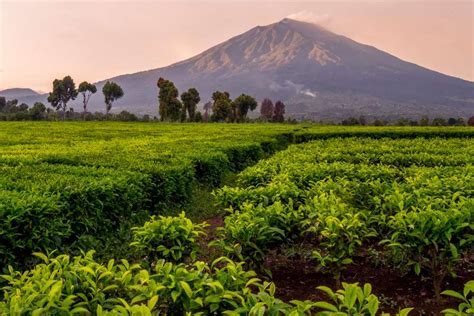 Tiktok Mp3 isi network ssid target perkebunan teh hijau untuk penggemar adegan laga sekarang image 3